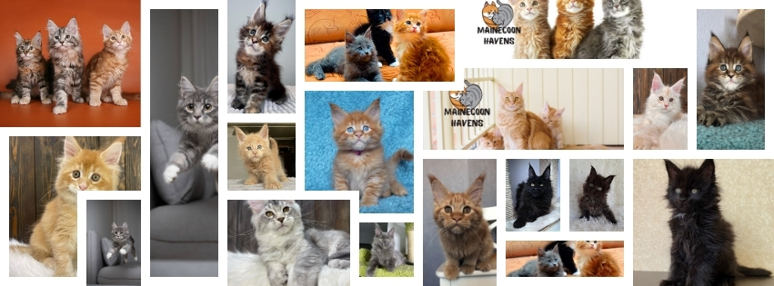 Copy of Brown Vintage Music Photo Collage (Facebook Cover) CUZ (Male)