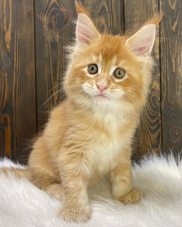 GINGER GINGER (Male)