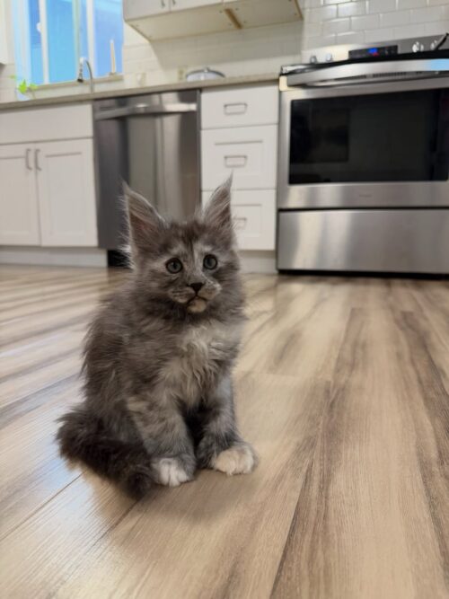 LUNA (FeMale)