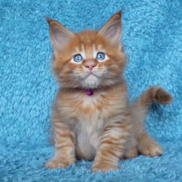 JASMINE JASMINE (Female)