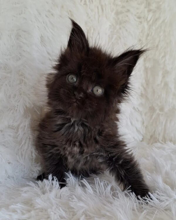 MONA LISA MONA LISA (Female)