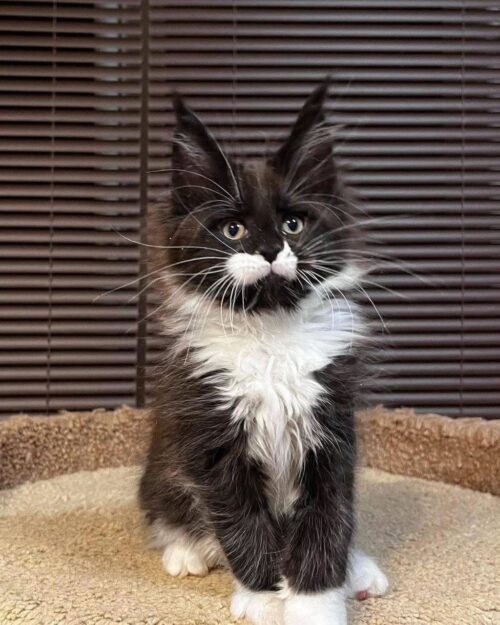 WhatsApp Image 2025-08-15 at 1.15.16 AM KELLY (Female)