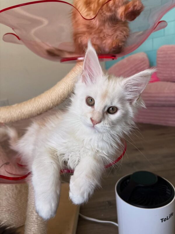 WhatsApp Image 2025-08-15 at 1.15.34 AM DORIS (Female)