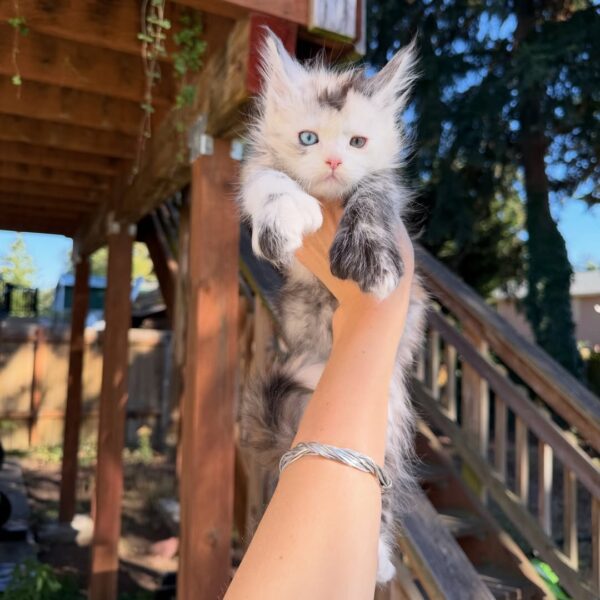 Coco( Female)
